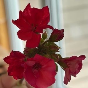 Meet your Posher, Allie